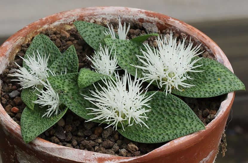 Massonia pygmaea - Whish list pentru viata urmatoare1