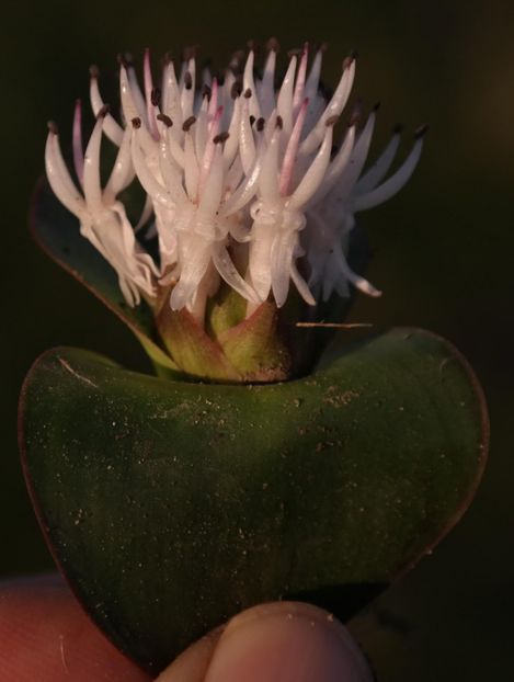 Massonia roggeveldensis - Whish list pentru viata urmatoare1