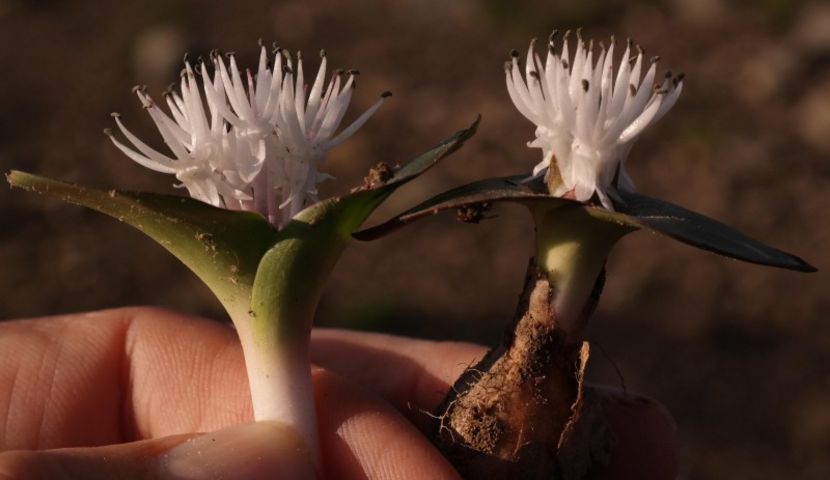 Massonia roggeveldensis - Whish list pentru viata urmatoare1
