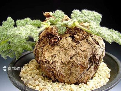 Pelargonium triste - Whish list pentru viata urmatoare1