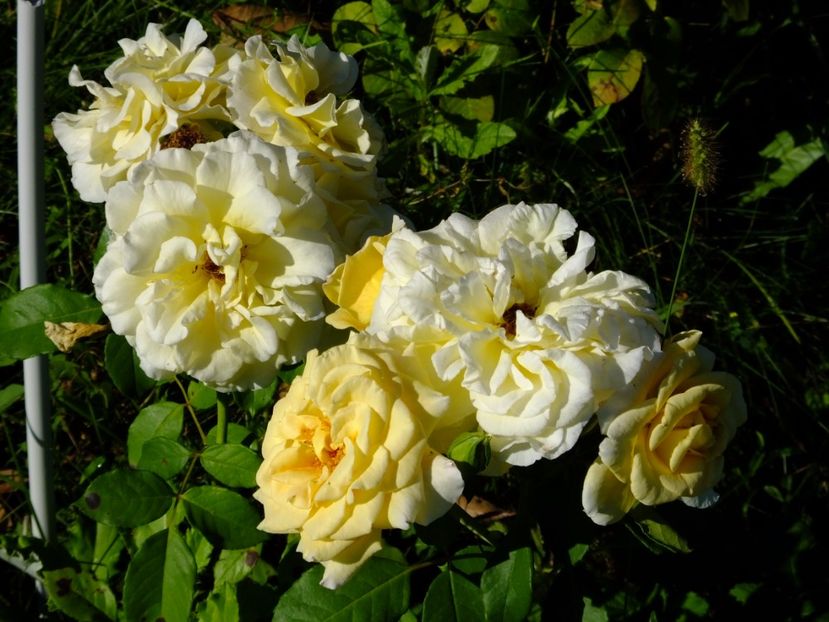 Comtessa - 2017_07_Iulie