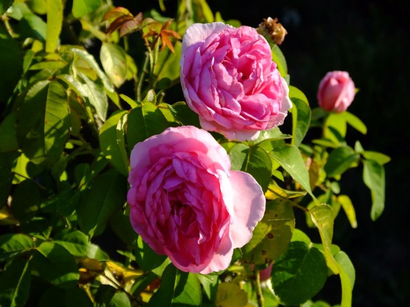 Gertrude Jekyll - 2017_08_August