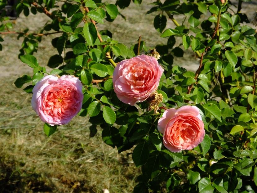 Abraham Darby 1 - 2017_08_August