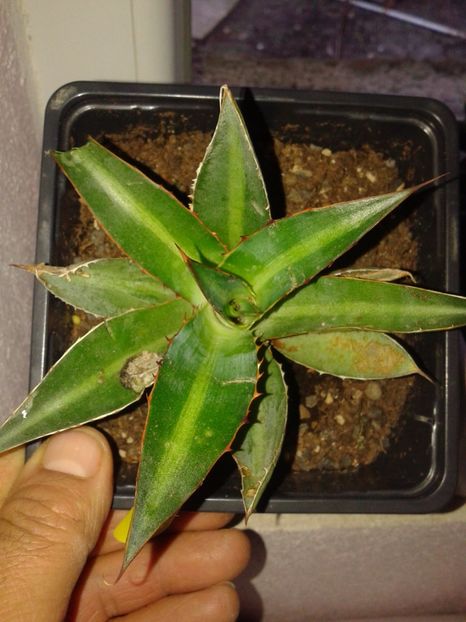 Fotografie0552 - AGAVE