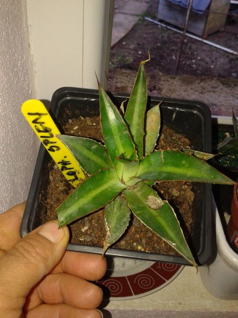 Fotografie0553 - AGAVE