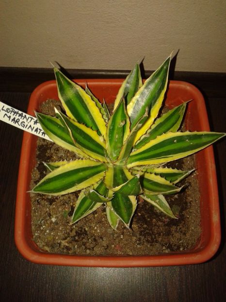 Fotografie0549 - AGAVE