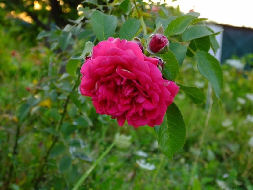 Laguna - 2017_08_August