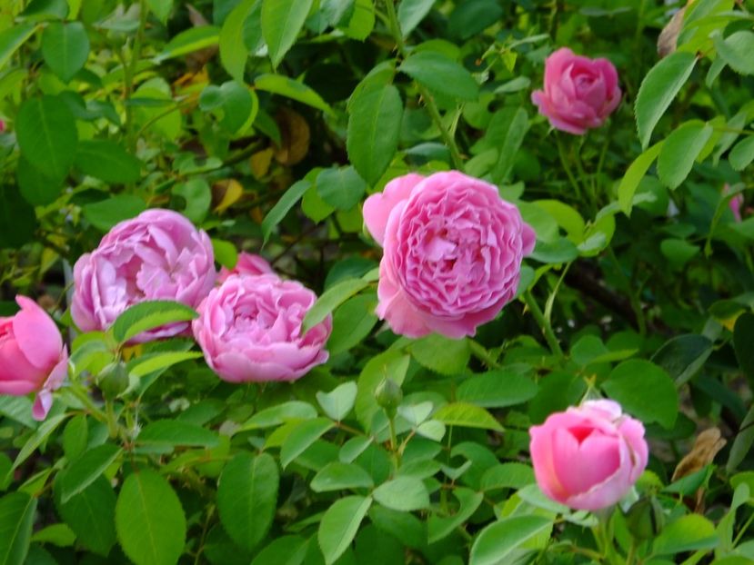 Mary Rose 1 - 2017_08_August