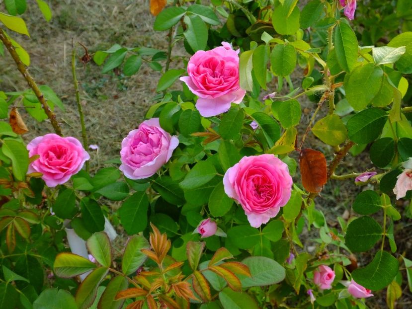 Gertrude Jekyll - 2017_08_August