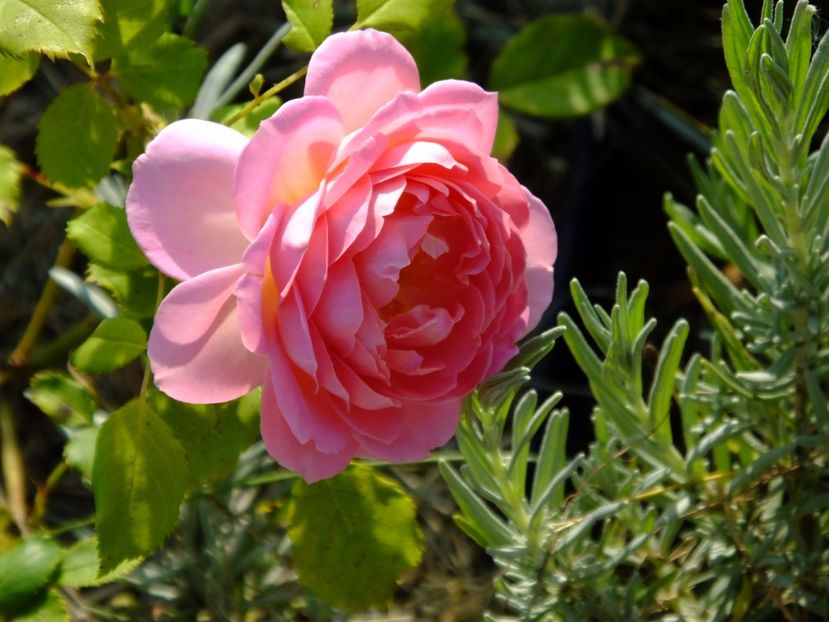 Jubilee Celebration - 2017_08_August