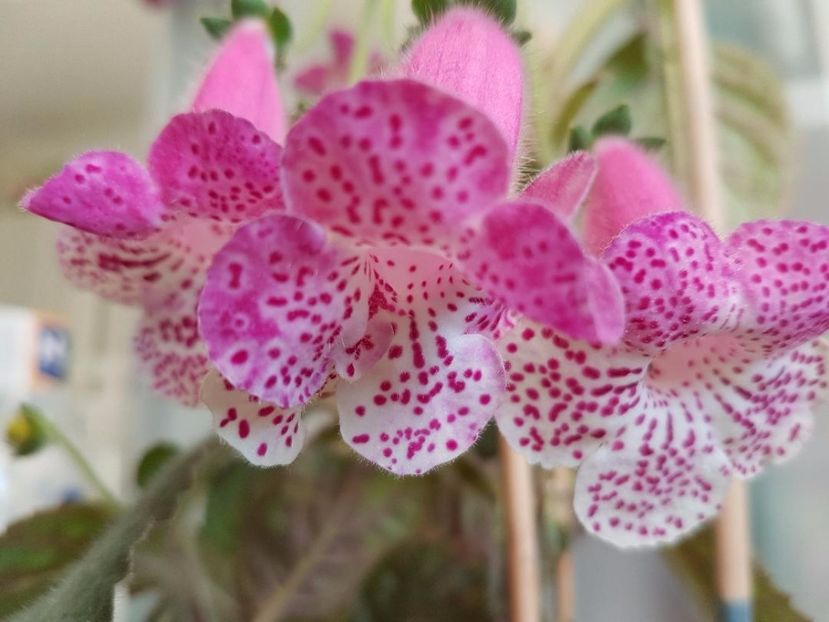 thumbnail (54) Marta - KOHLERIILE MELE 2017 continuare