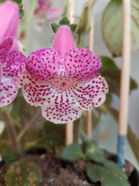 thumbnail (61) - KOHLERIILE MELE 2017 continuare