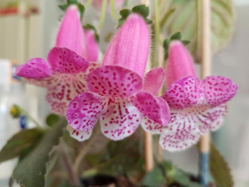 thumbnail (63) - KOHLERIILE MELE 2017 continuare