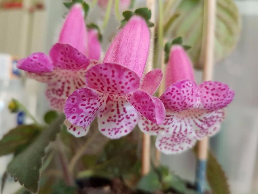 thumbnail (64) - KOHLERIILE MELE 2017 continuare