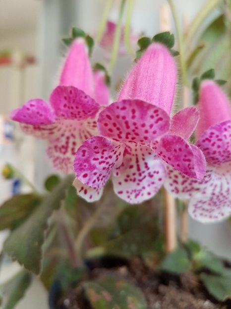 thumbnail (65) - KOHLERIILE MELE 2017 continuare