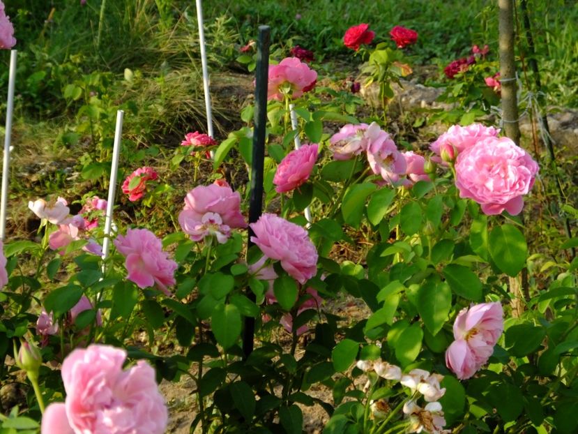 Mary Rose 1 - 2017_08_August