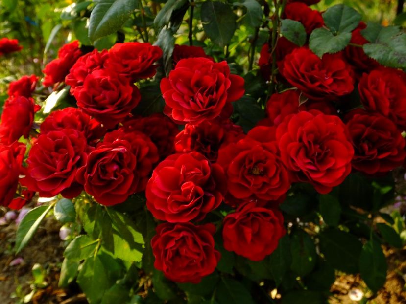 Lavaglut - 2017_08_August