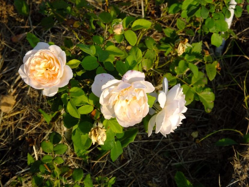 Crocus Rose - 2017_08_August