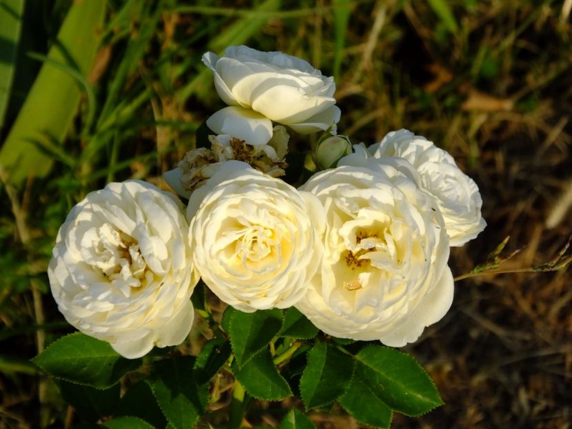 Artemis - 2017_08_August