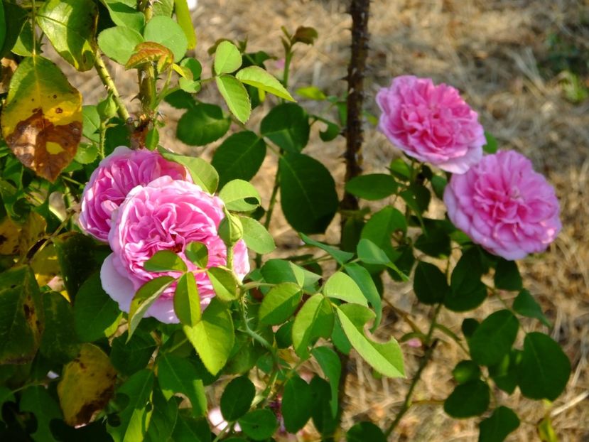 Gertrude Jekyll - 2017_08_August