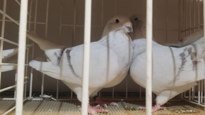 Un cuplu vandut - Expo Bucuresti -Romexpo 2017