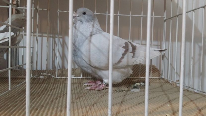 Fica campionul data si ea - Expo Bucuresti -Romexpo 2017