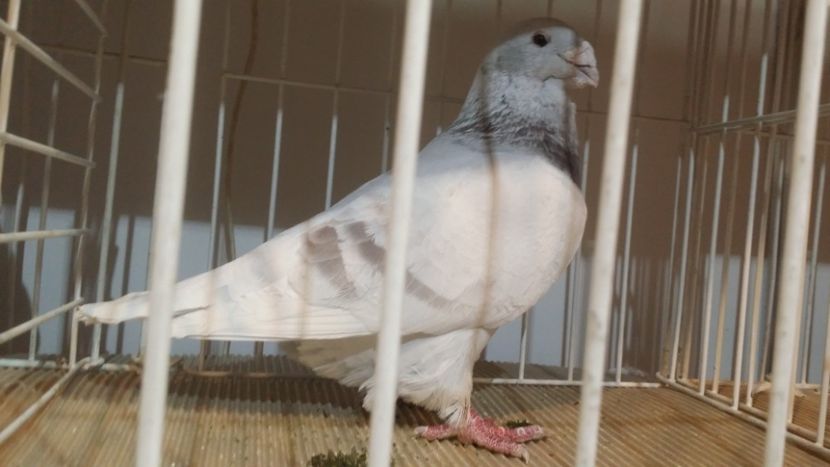 Brutus schimbat resedinta - Expo Bucuresti -Romexpo 2017