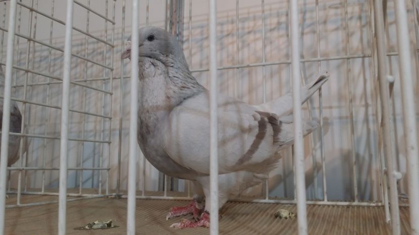 Eu am ramas sa facem treaba buna - Expo Bucuresti -Romexpo 2017