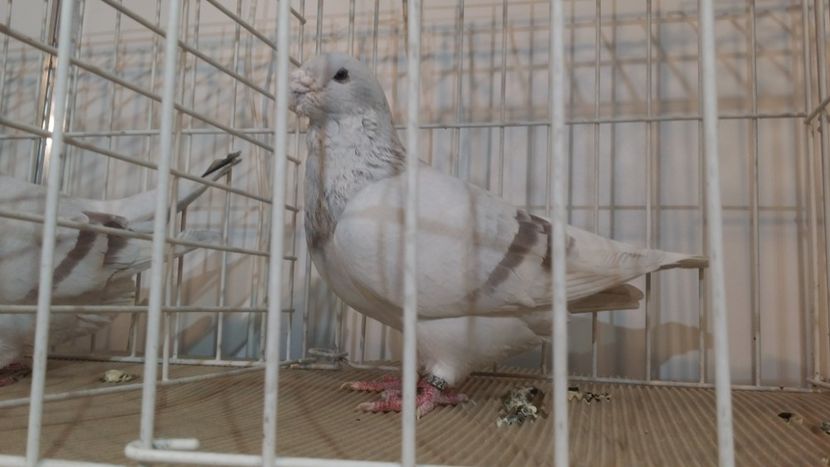 Ptr nr 10 trebuie sa ai bani ! - Expo Bucuresti -Romexpo 2017