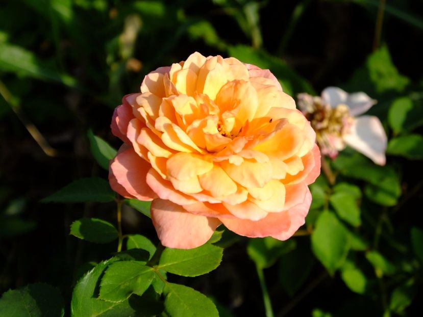 Andre Turcat - 2017_08_August