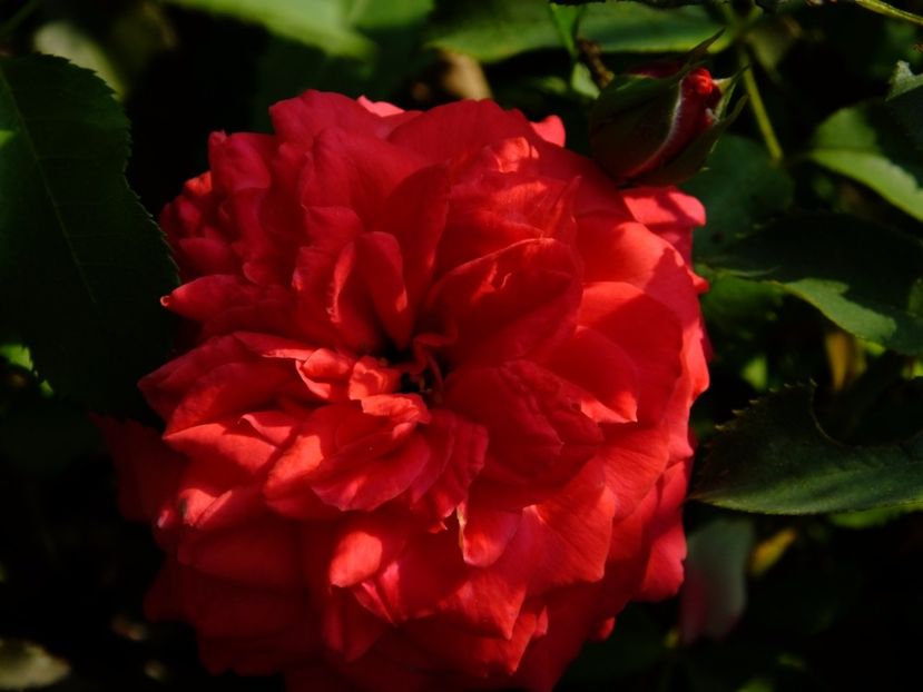 Midsummer - 2017_08_August