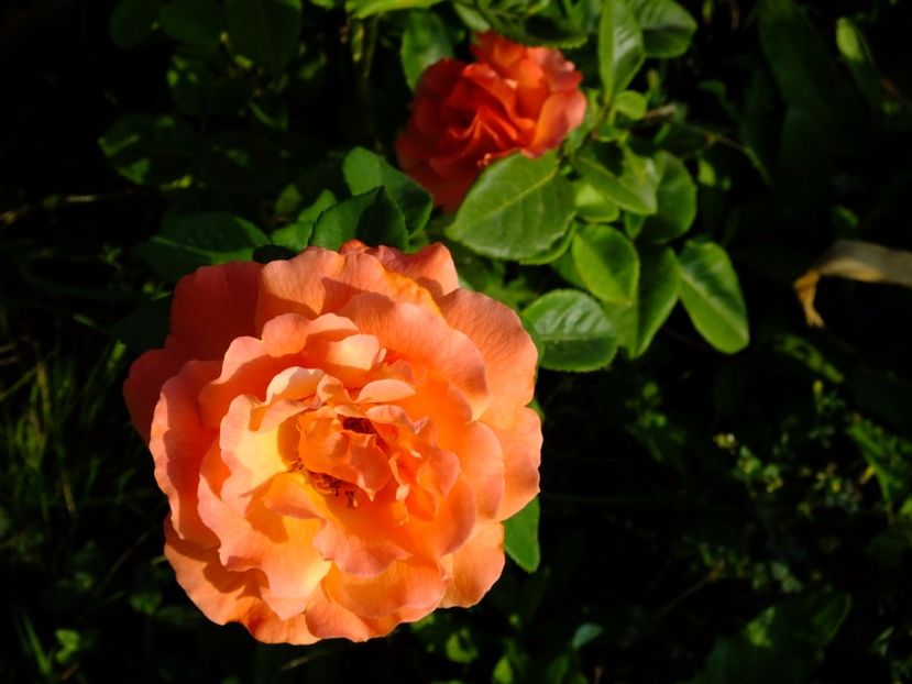 Easy Does It - 2017_08_August