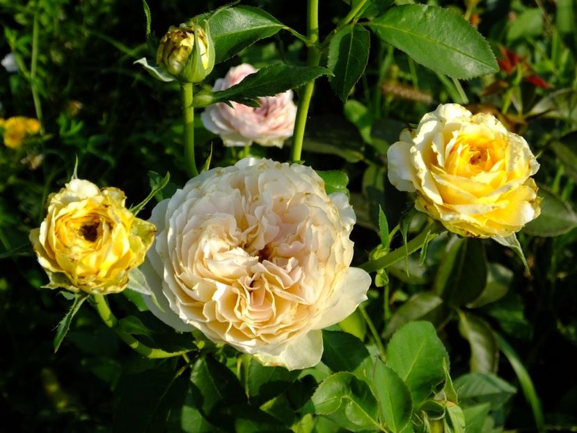 Caramel Antique - 2017_08_August