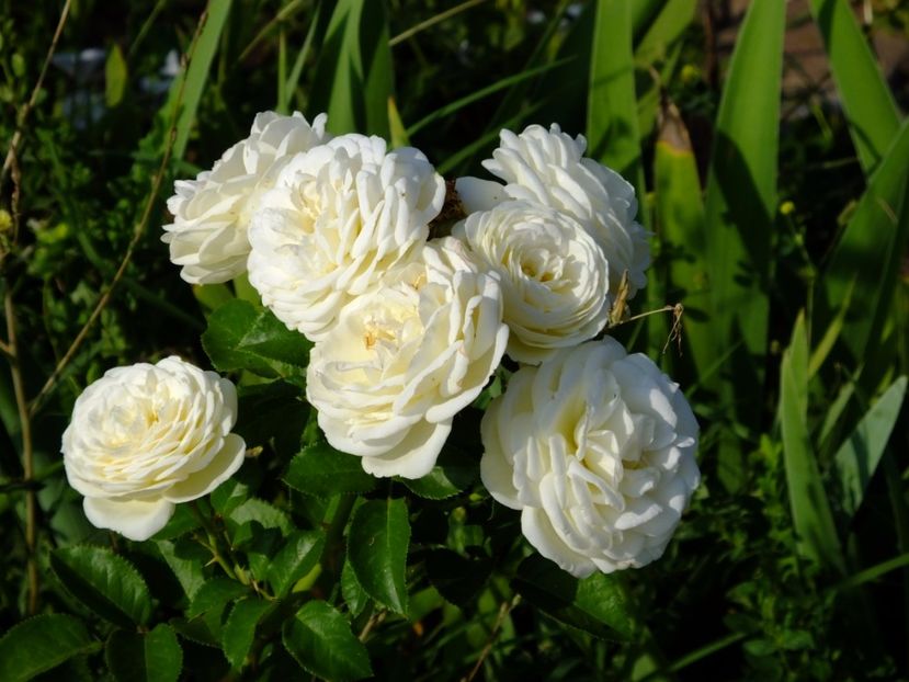 Artemis - 2017_08_August