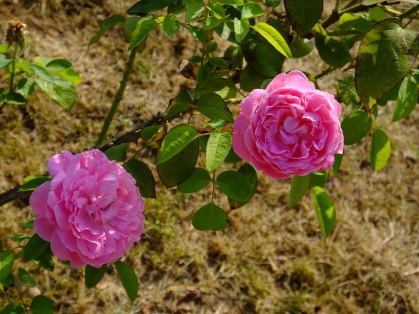 Mary Rose 2 - 2017_08_August