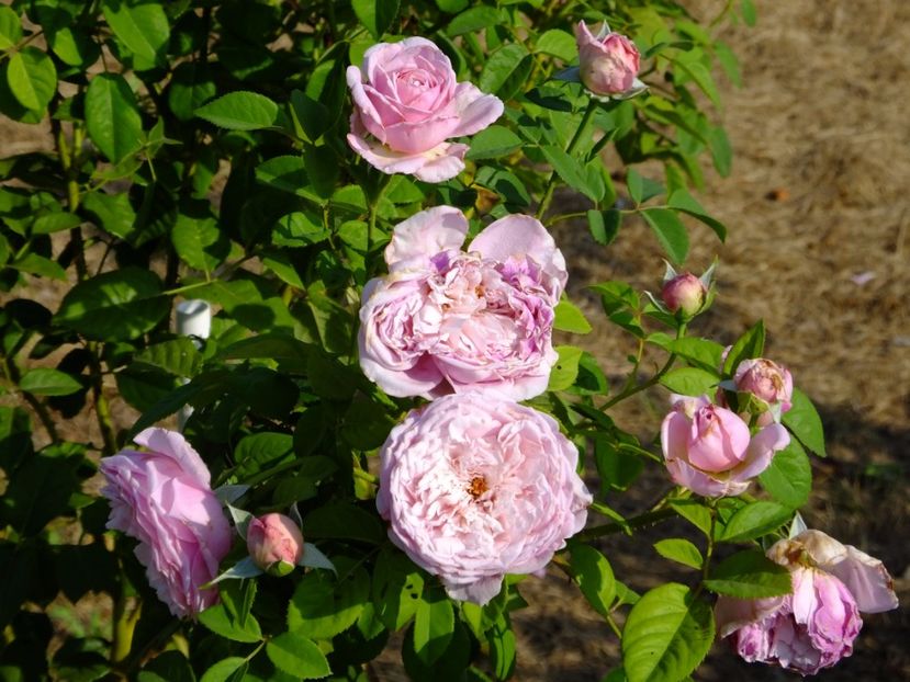 Spirit of Freedom - 2017_08_August