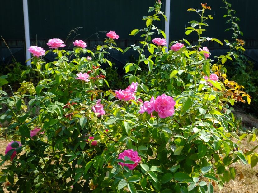 Zephirine Drouhin - 2017_08_August