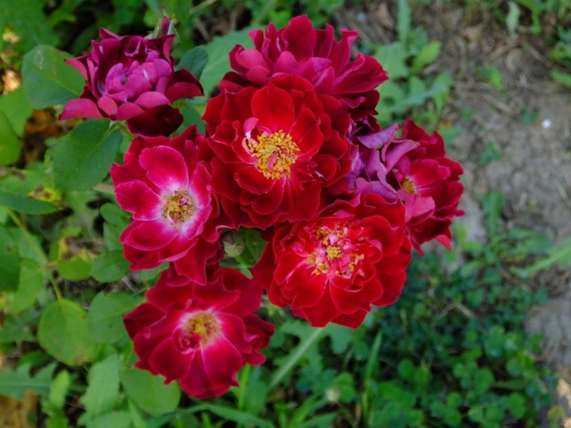 Cardinal Hume - 2017_08_August