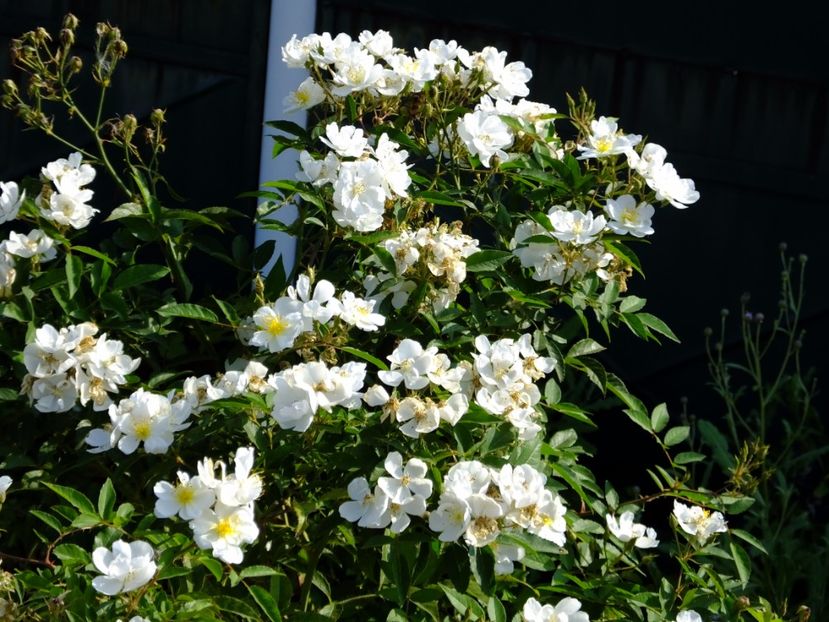 Darlow's Enigma - 2017_08_August