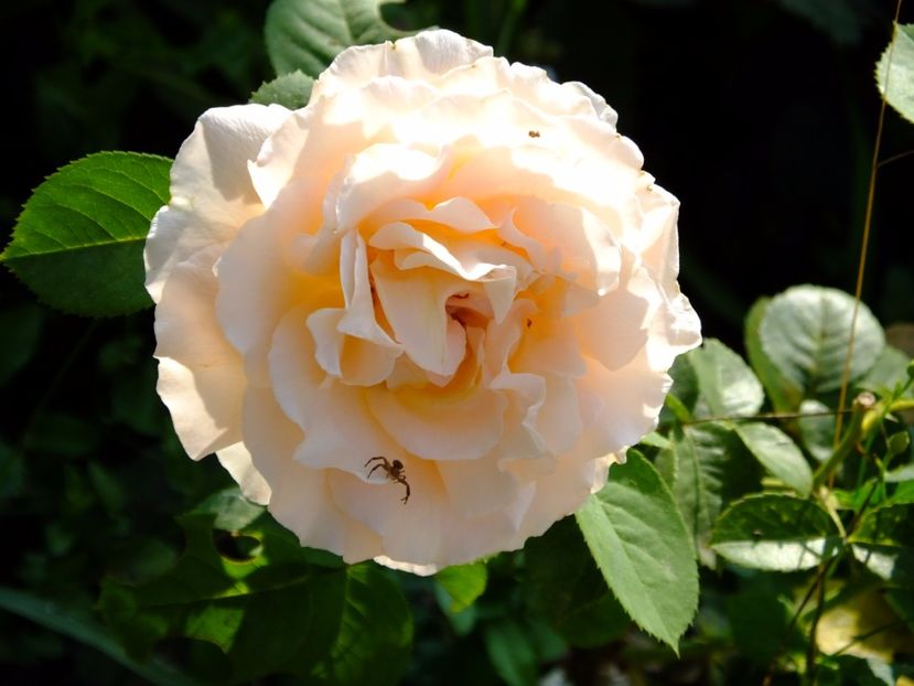 Polka - 2017_08_August