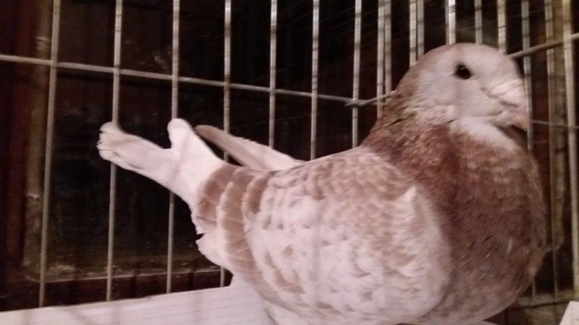  - CUPLURI TRESTII 2018