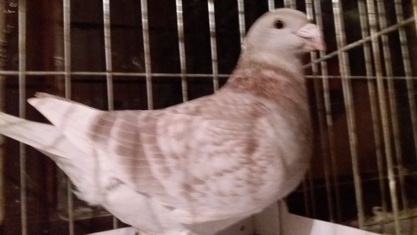  - CUPLURI TRESTII 2018