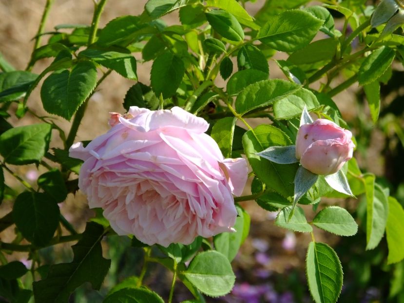 Spirit of Freedom - 2017_08_August