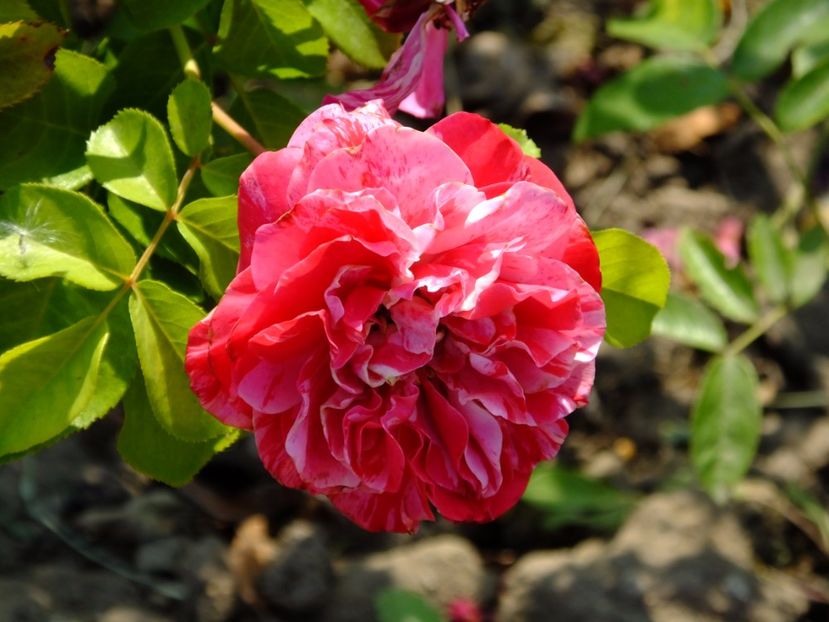 Ines Sastre - 2017_08_August