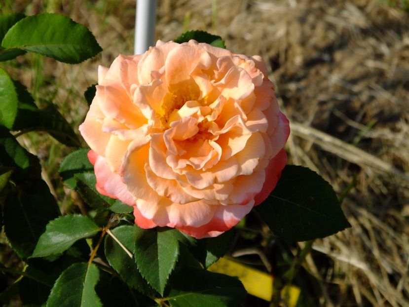 Augusta Luisa - 2017_08_August