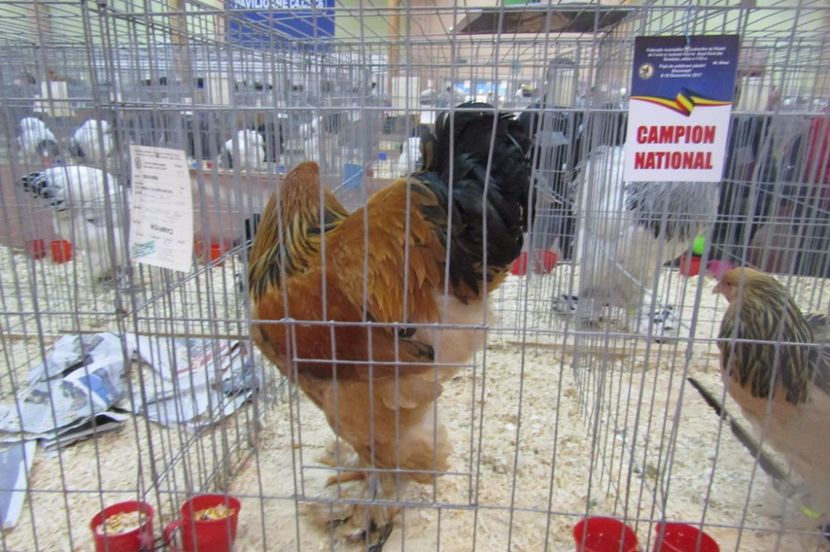 received_1667511713311981 - Rezultatele mele -Expo-nationala Bucuresti 2017