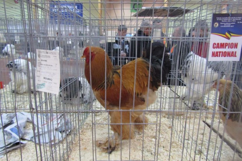 received_1667511603311992 - Rezultatele mele -Expo-nationala Bucuresti 2017