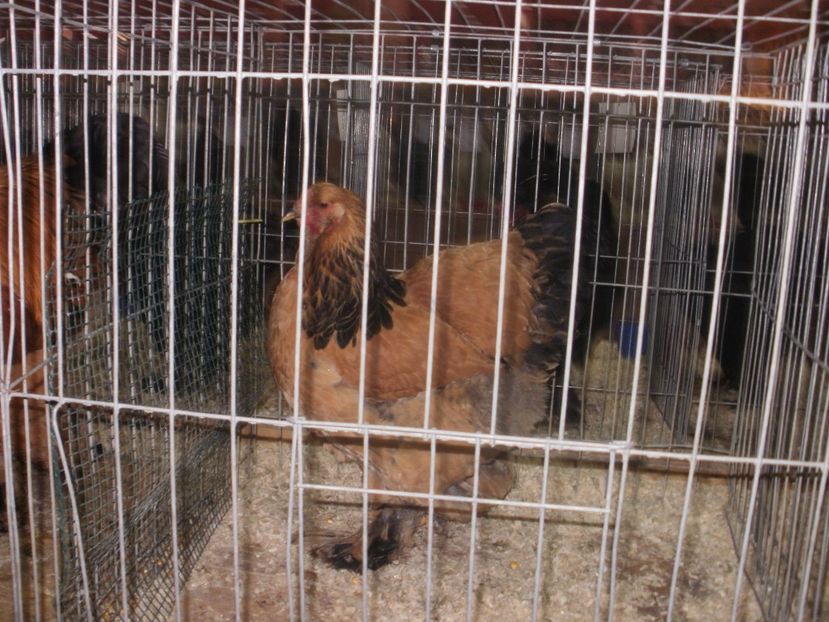 P2190006 - Expozitia nationala Bucuresti 2017