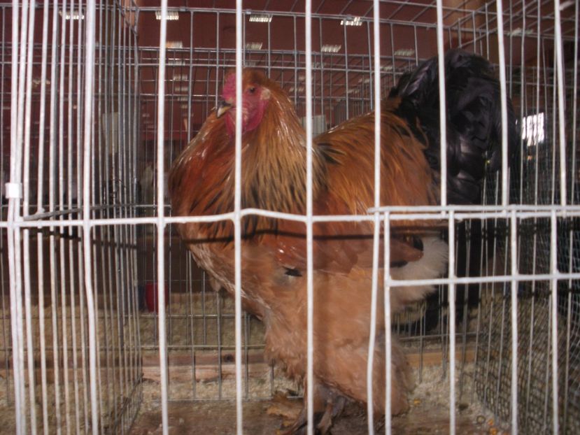 P2190014 - Expozitia nationala Bucuresti 2017