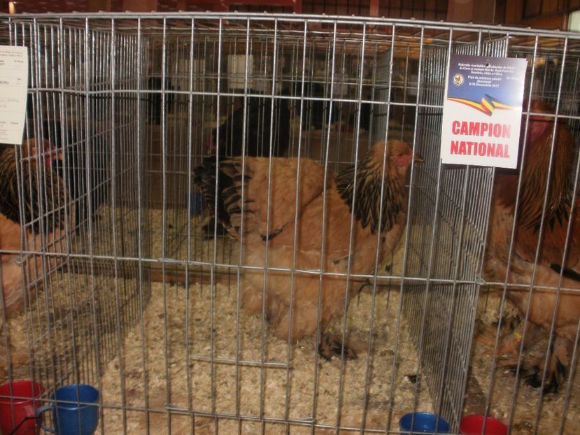 P2190009 - Expozitia nationala Bucuresti 2017